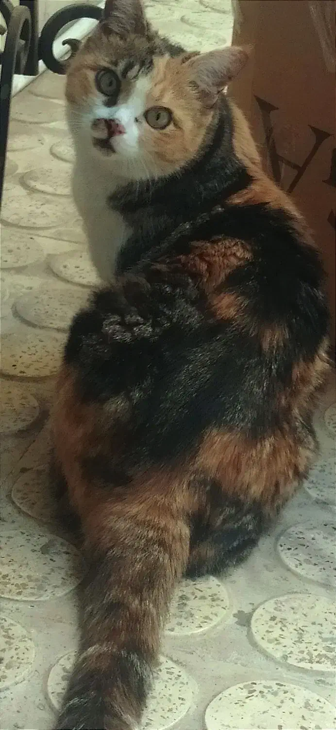 گربه ماده گمشده|حیوانات|چهاردانگه (تهران), |دیوار