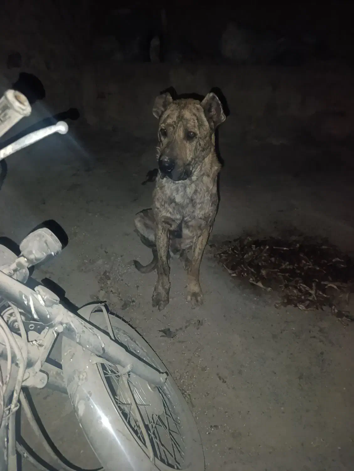 سگ گله|سگ|سلفچگان, |دیوار