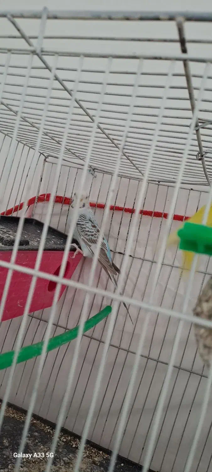 یک جفت مرغ عشق سالم|پرنده|مشهد, فریزی|دیوار