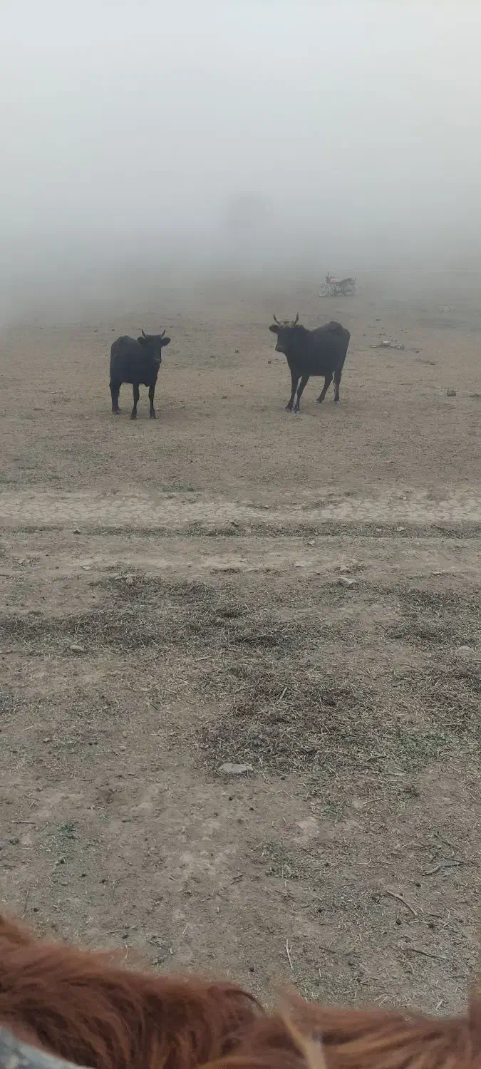 لیشه شکم دار|حیوانات مزرعه|رودبار, |دیوار