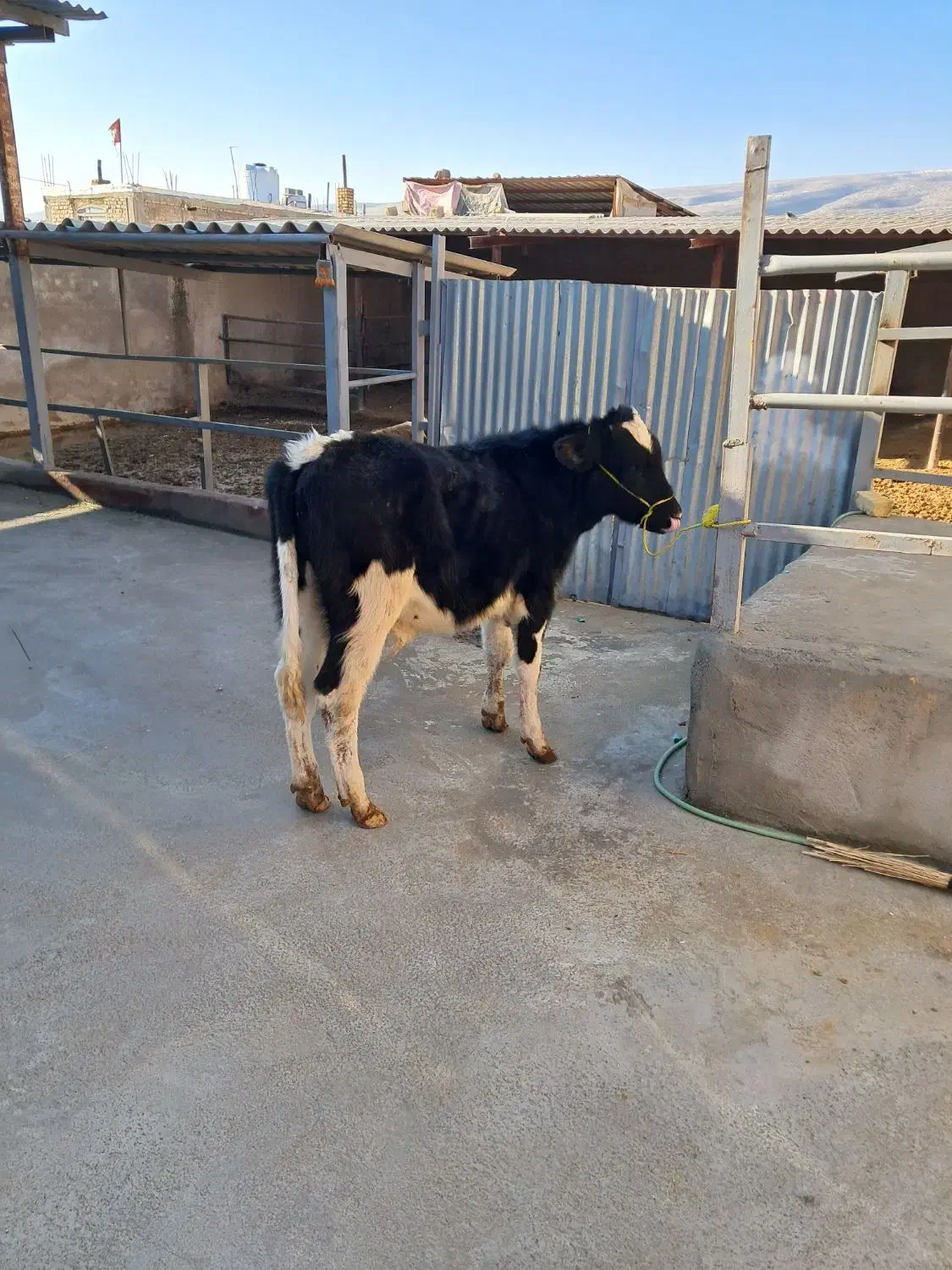 ۱راس گوساله نر هولشتاین خالص.|حیوانات مزرعه|طسوج, |دیوار