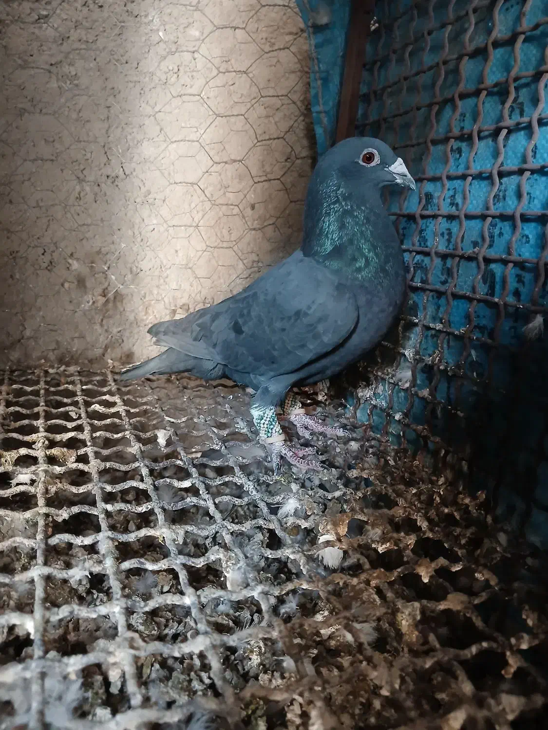 کفتر  پلاکی|پرنده|مرودشت, محمد آباد|دیوار