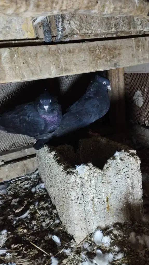 کبوتر|پرنده|خرمشهر, |دیوار