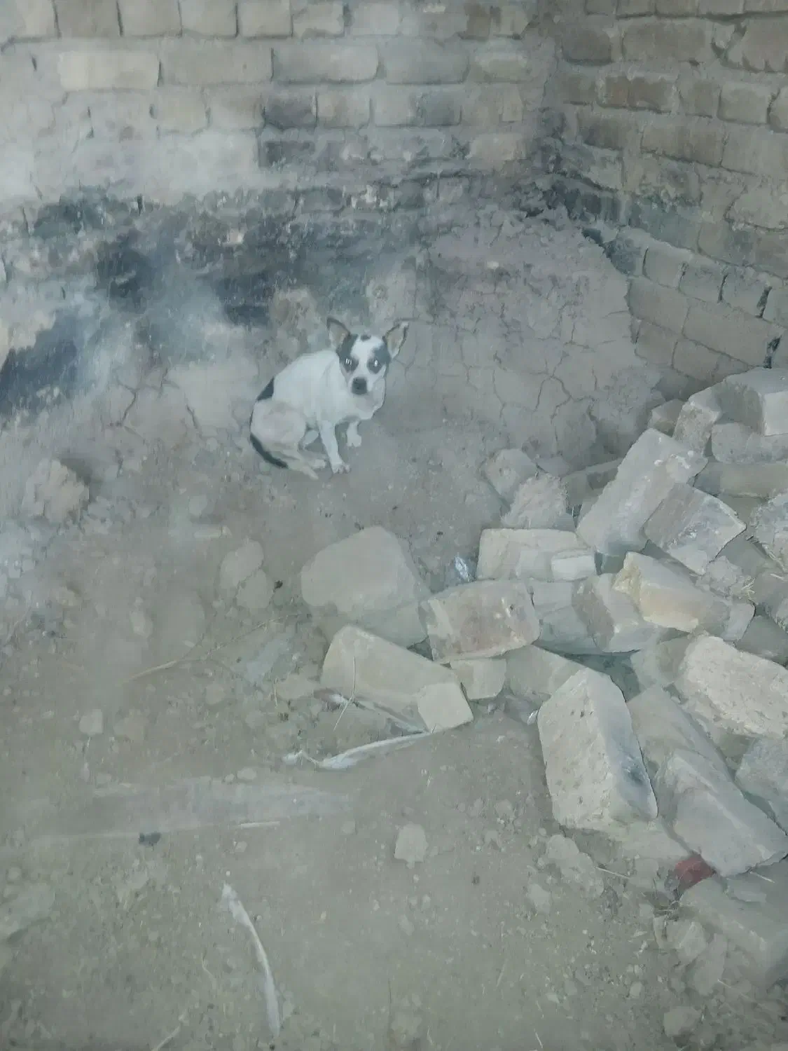 سگ دو|سگ|ملایر, |دیوار