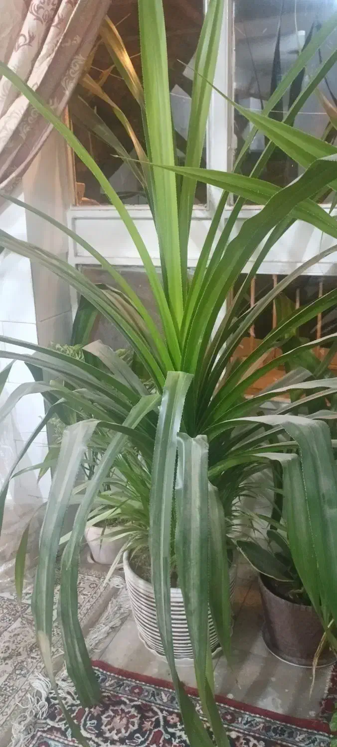 گل زیبا پاندانوس|گل و گیاه طبیعی|نیشابور, شریعتی|دیوار