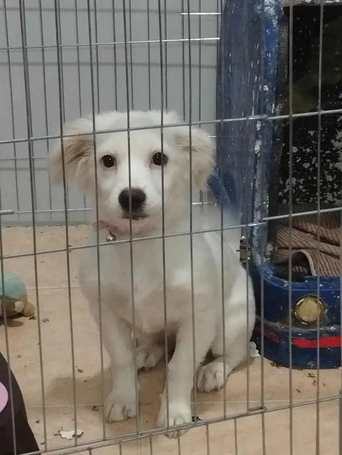 پامر روباهی|سگ|کرج, شهرک امیر المومنین|دیوار