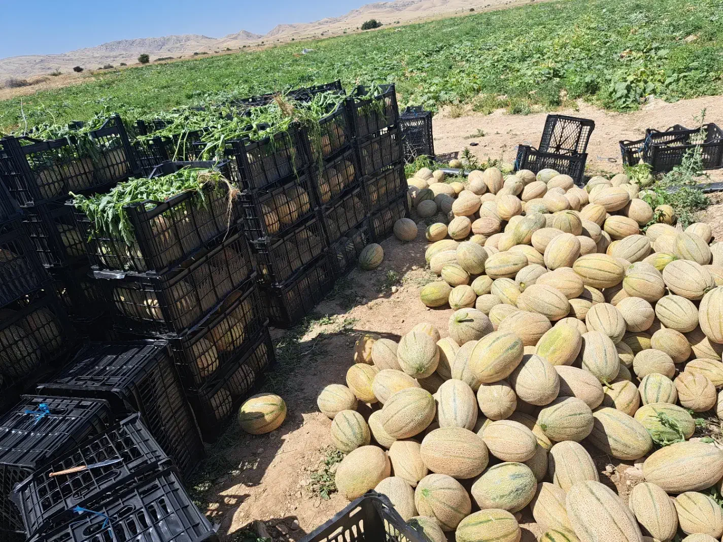 اجاره شش و نیم هکتار زمین جهت کشت هندوانه و گوجه|اجارهٔ دفتر صنعتی، کشاورزی، تجاری|باشت, |دیوار