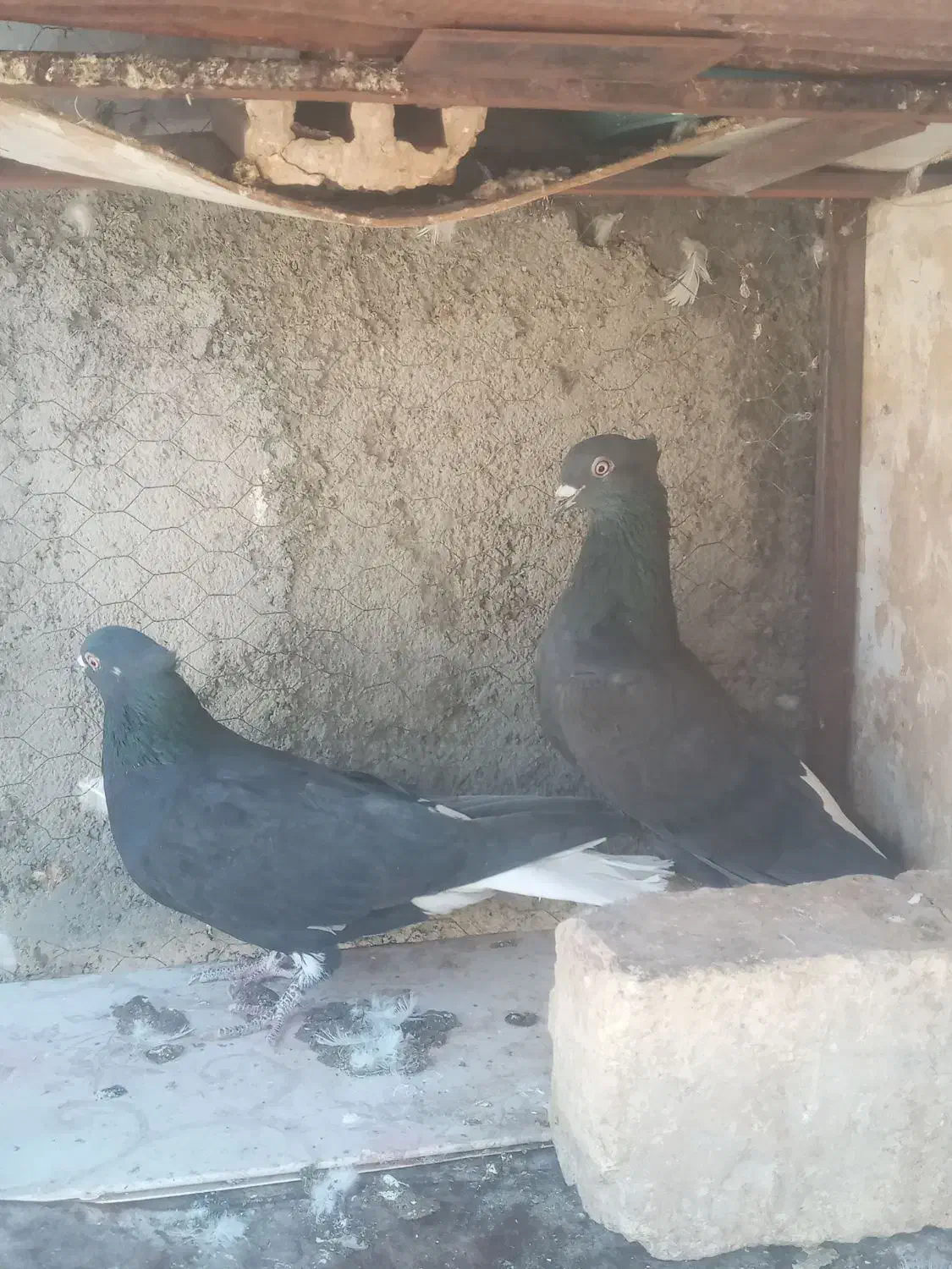 کبوتررنگی.|پرنده|مبارکه, |دیوار