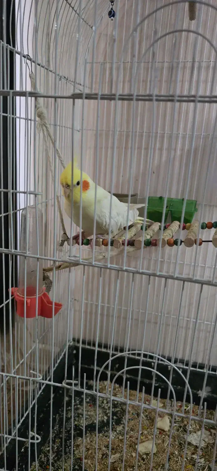 فروش عروس هلندی با قفس بزرگ و امکانات|پرنده|شیراز, آزادگان|دیوار
