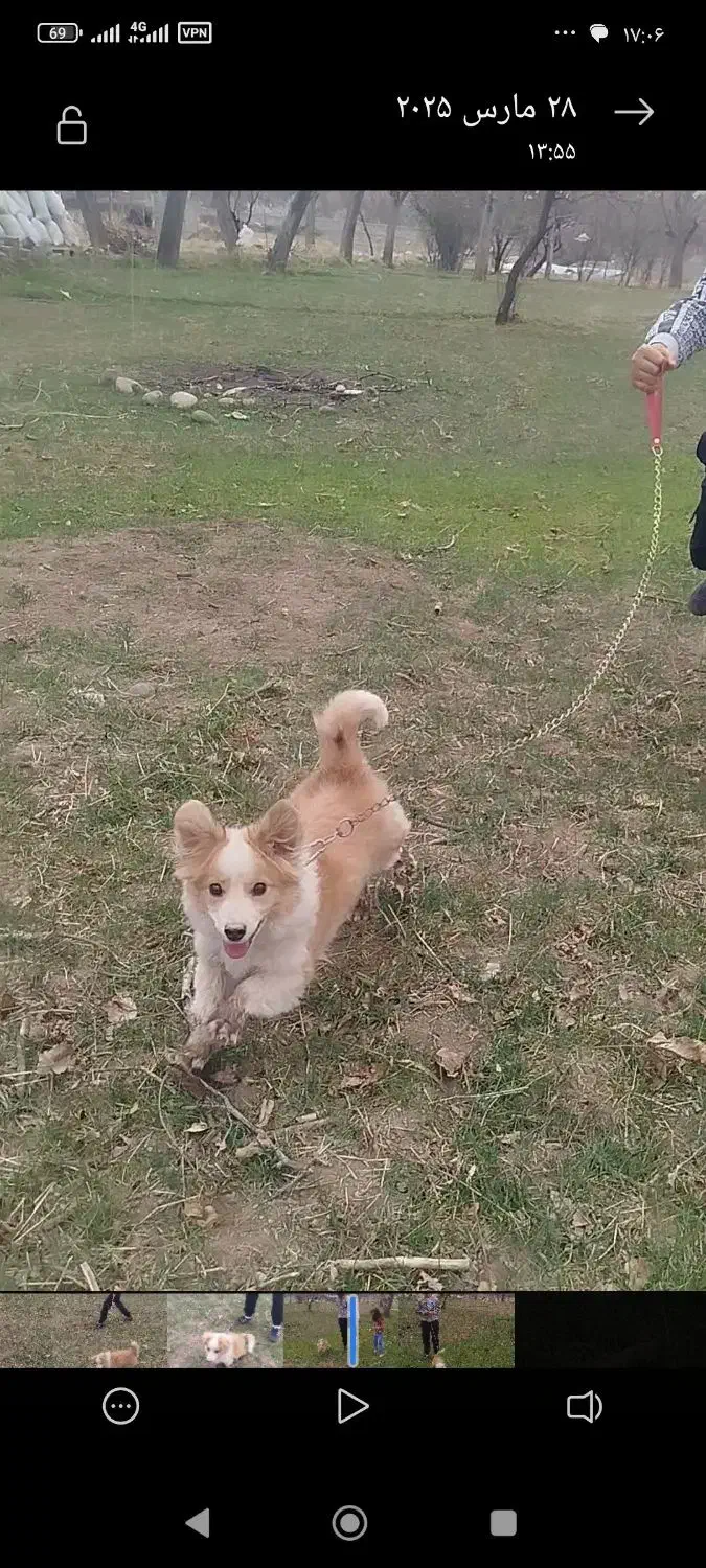 گمشده|حیوانات|ممقان, |دیوار