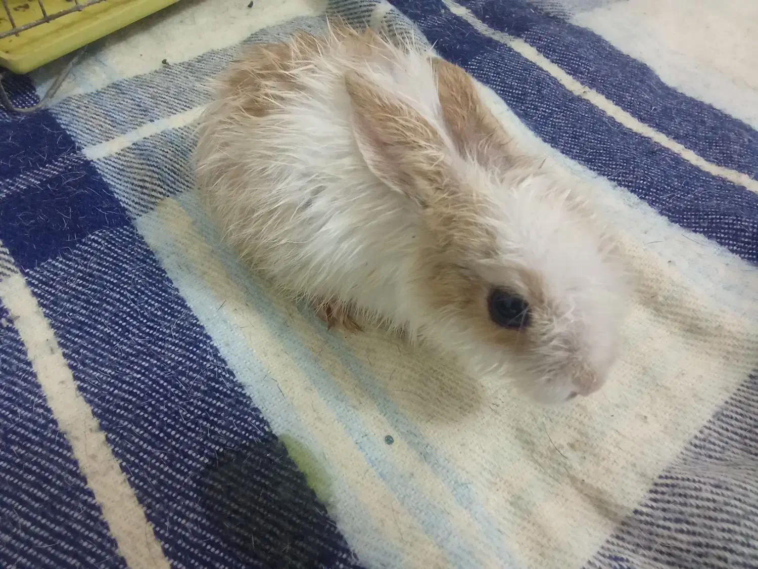 خرگوش|موش و خرگوش|ماهان, |دیوار