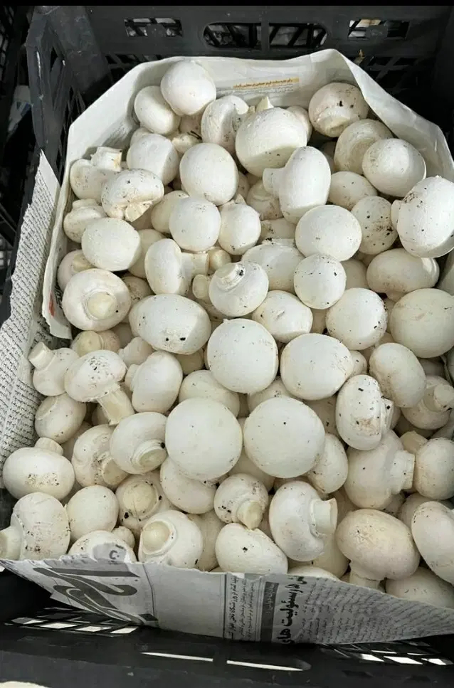 قارچ|خوردنی و آشامیدنی|ایلام, |دیوار