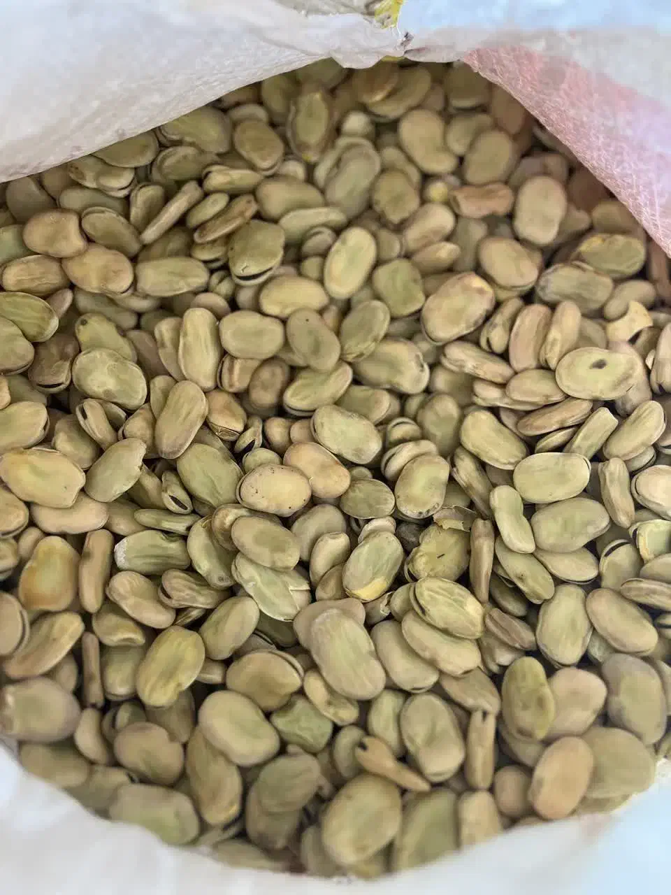 باقلا|عمده‌فروشی|گلوگاه بابل (گلیا), |دیوار