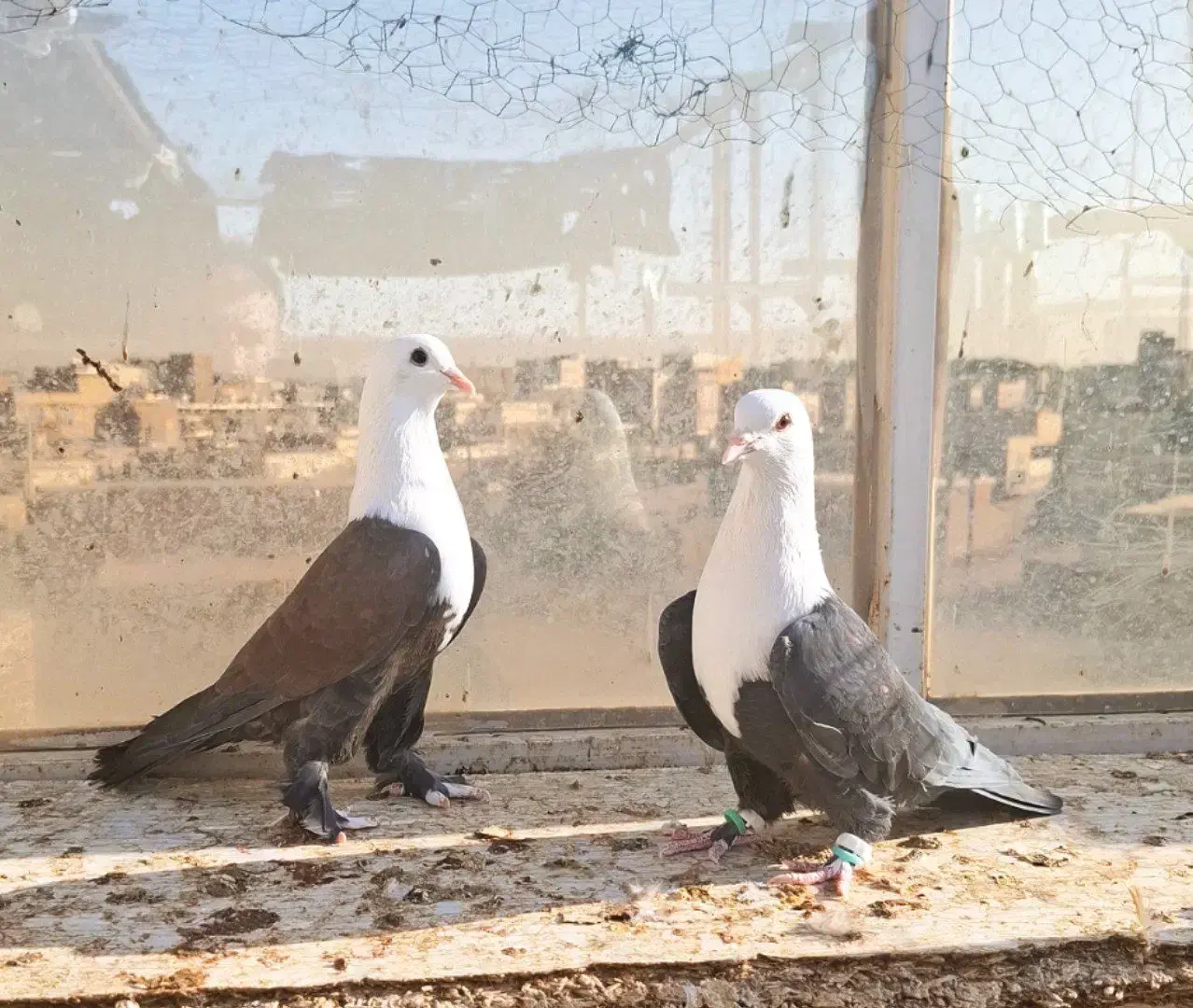 کبوتر کله سفید.کربلایی|پرنده|مه ولات, |دیوار