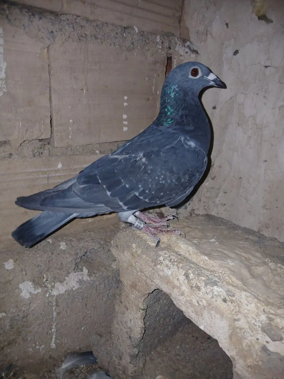 23عدد کفتر|پرنده|سده (خراسان جنوبی), |دیوار