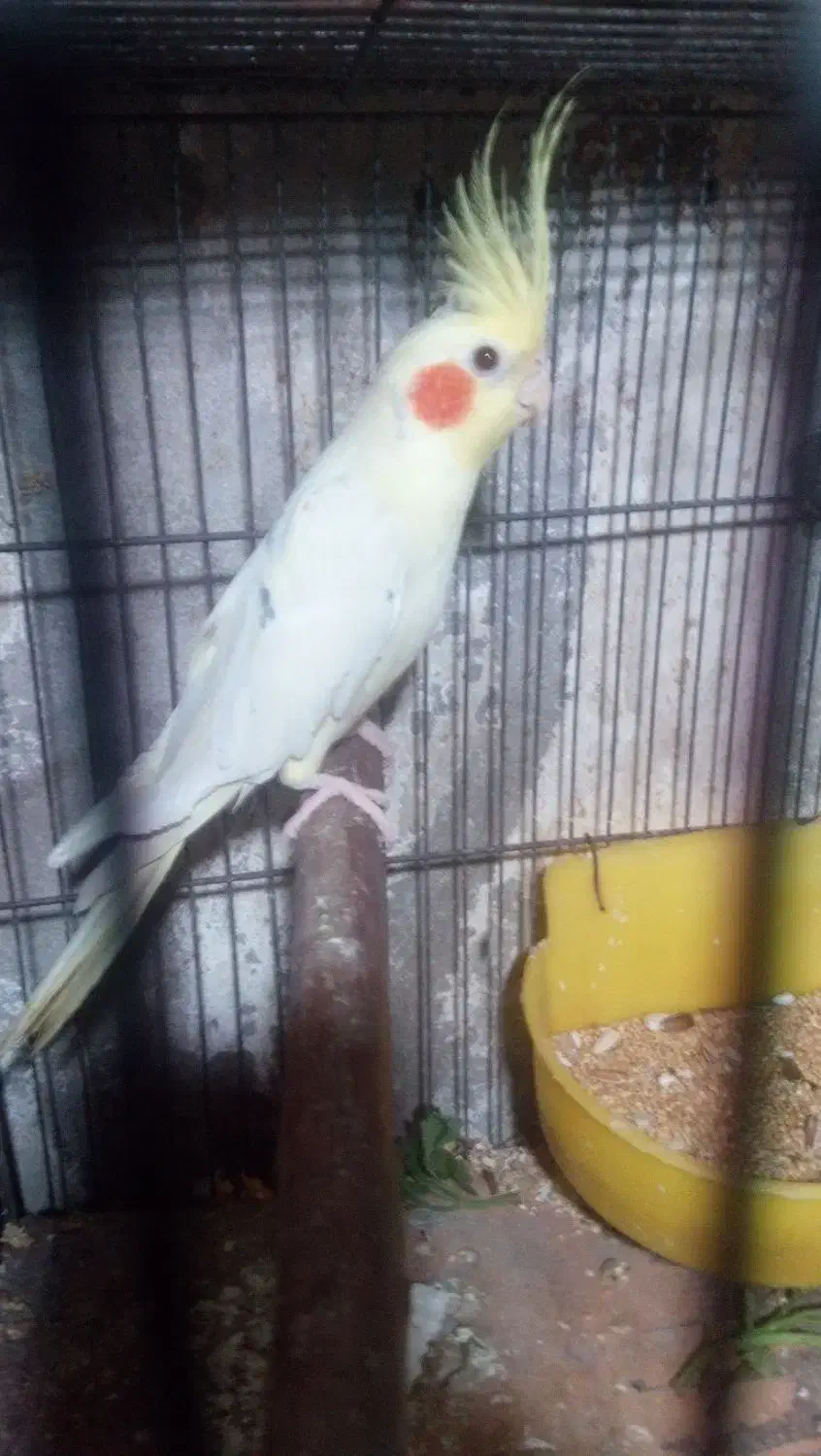 عروس هلندی نر مست|پرنده|رشت, باهنر|دیوار