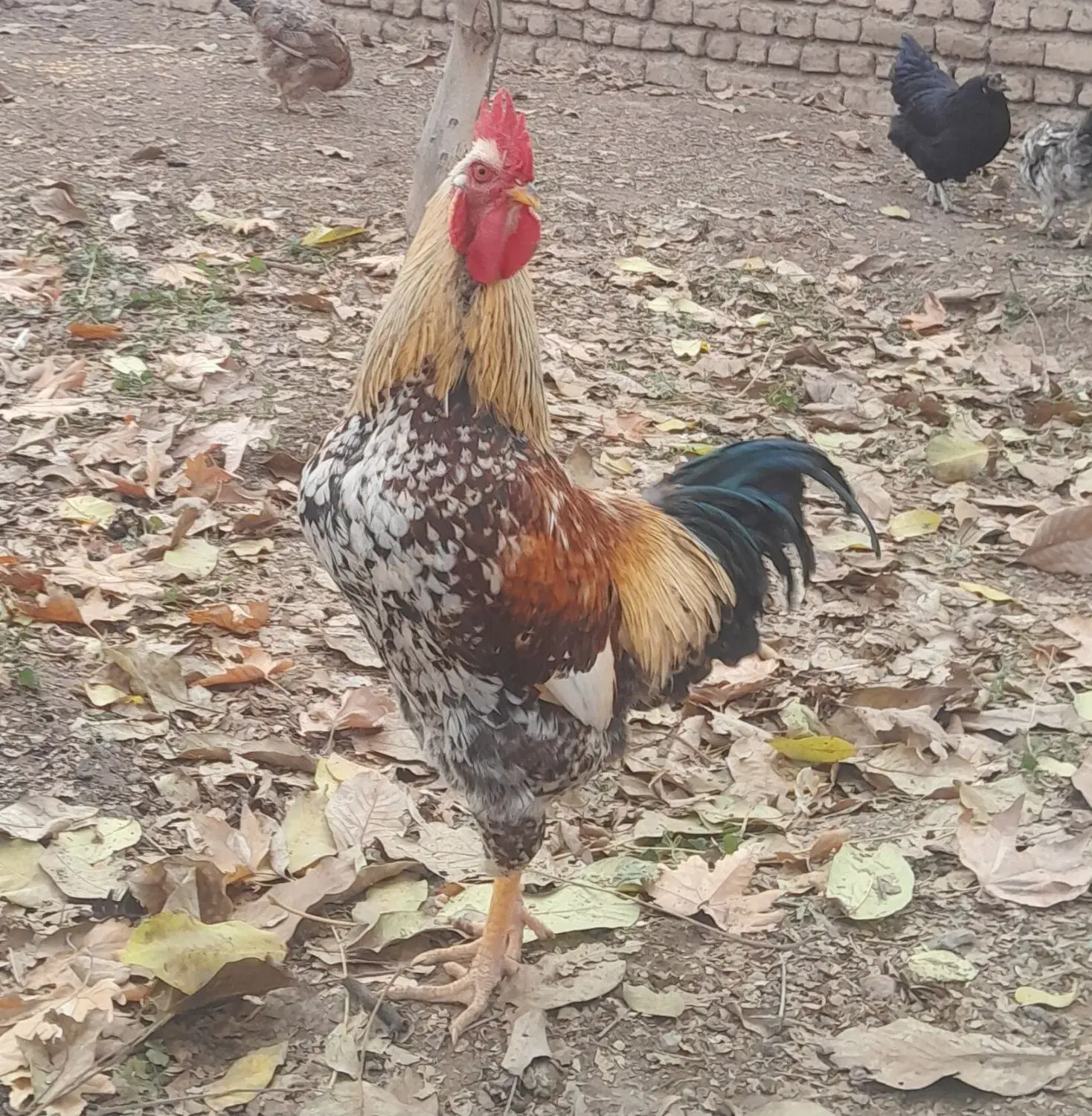 فروش ۳تا خروس محلی|حیوانات مزرعه|کوهسار (البرز), |دیوار