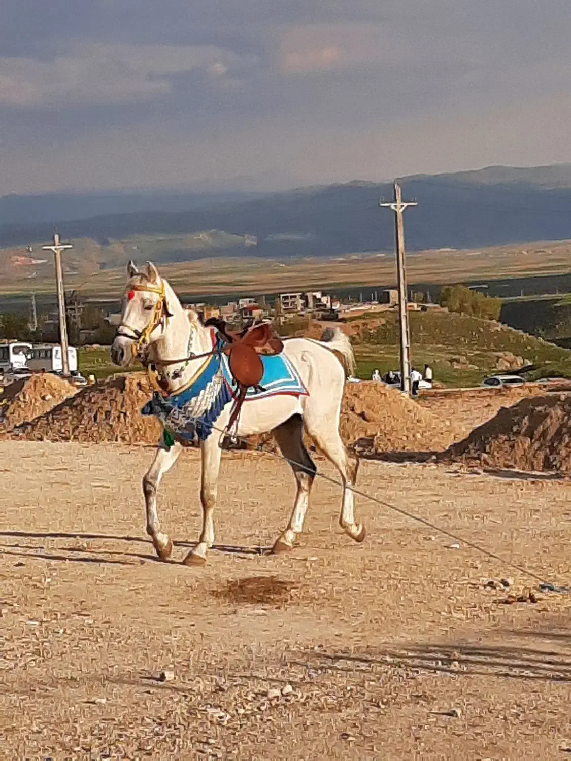 فروش دو راس اسب|اسب و تجهیزات اسبسواری|درودزن, |دیوار