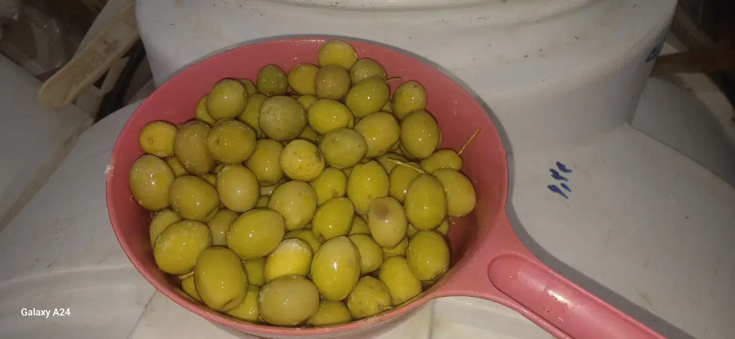 زیتون شور|عمدهفروشی|دالاهو, |دیوار