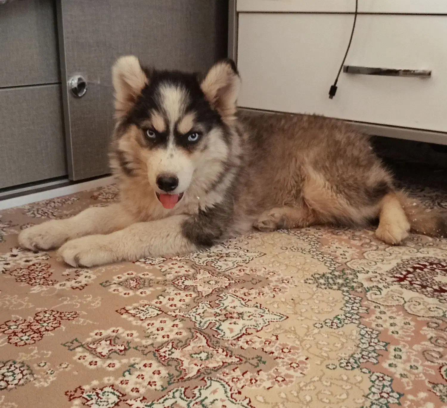 توله هاسکی ۶ماهه|سگ|یاسوج, |دیوار