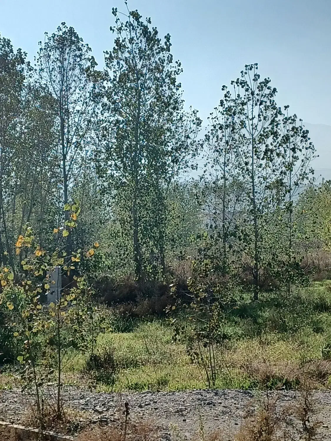 سرایداری|استخدام سرایداری و نظافت|رویان, |دیوار