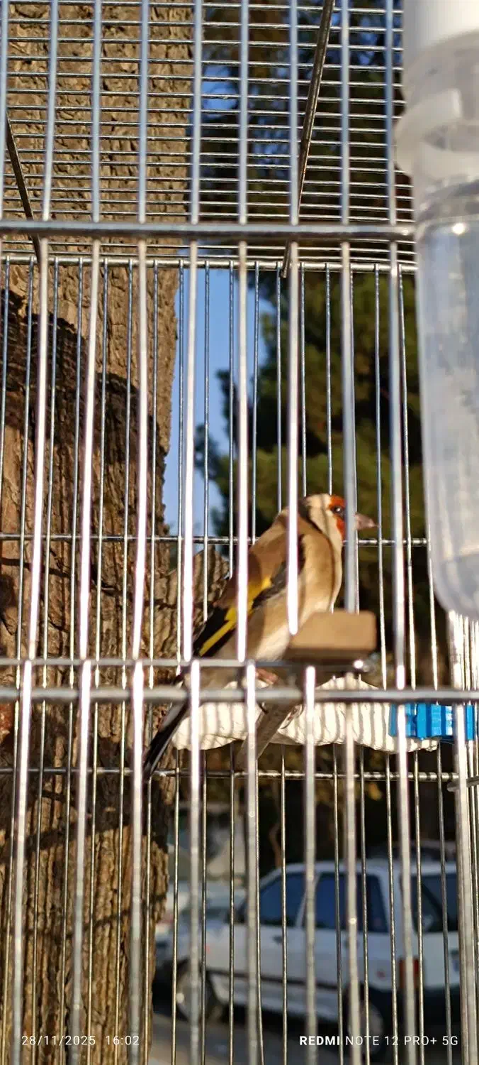 سهره چانه سفید|پرنده|کرمانشاه, |دیوار