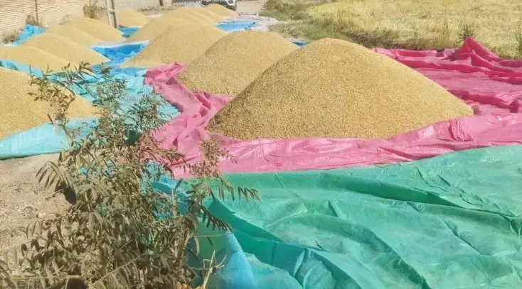 شلتوک|خوردنی و آشامیدنی|سیدان, |دیوار