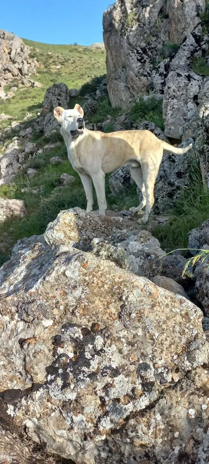 سگ.|سگ|سنقر, |دیوار