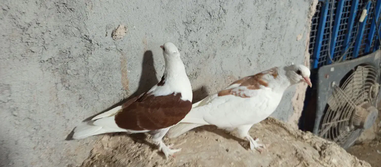 کفتر درجایی|پرنده|میناب, |دیوار