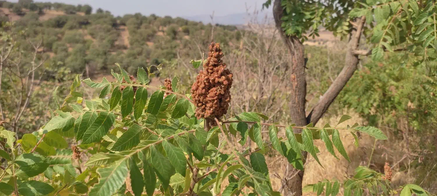 ریشە درخت سماق(ترش)|گل و گیاه طبیعی|سقز, |دیوار