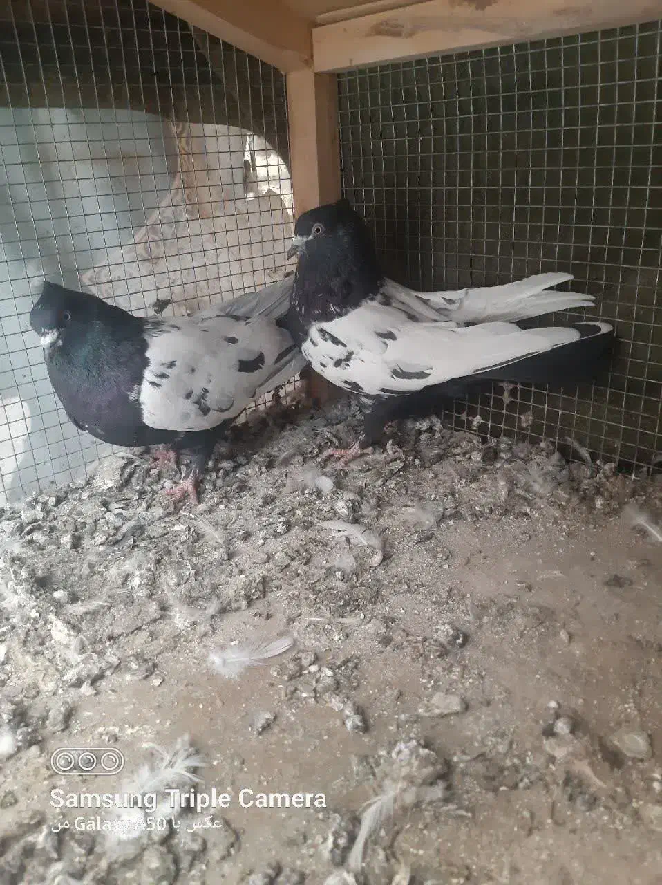 دو جفت سینه ای یک جفت پلاس|پرنده|قنوات, |دیوار