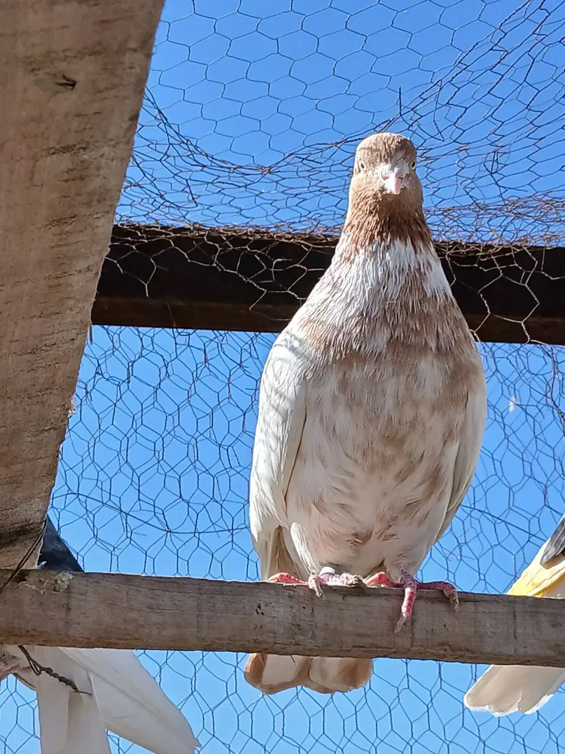 کبوتر نر|پرنده|مبارکه, |دیوار