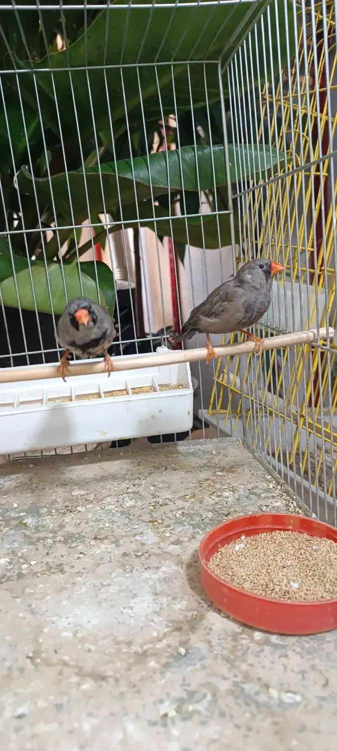 پرنده|پرنده|ساری, |دیوار