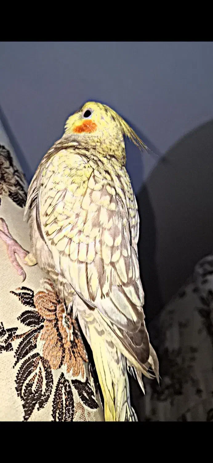 عروس هلندی|حیوانات|سلمانشهر, |دیوار