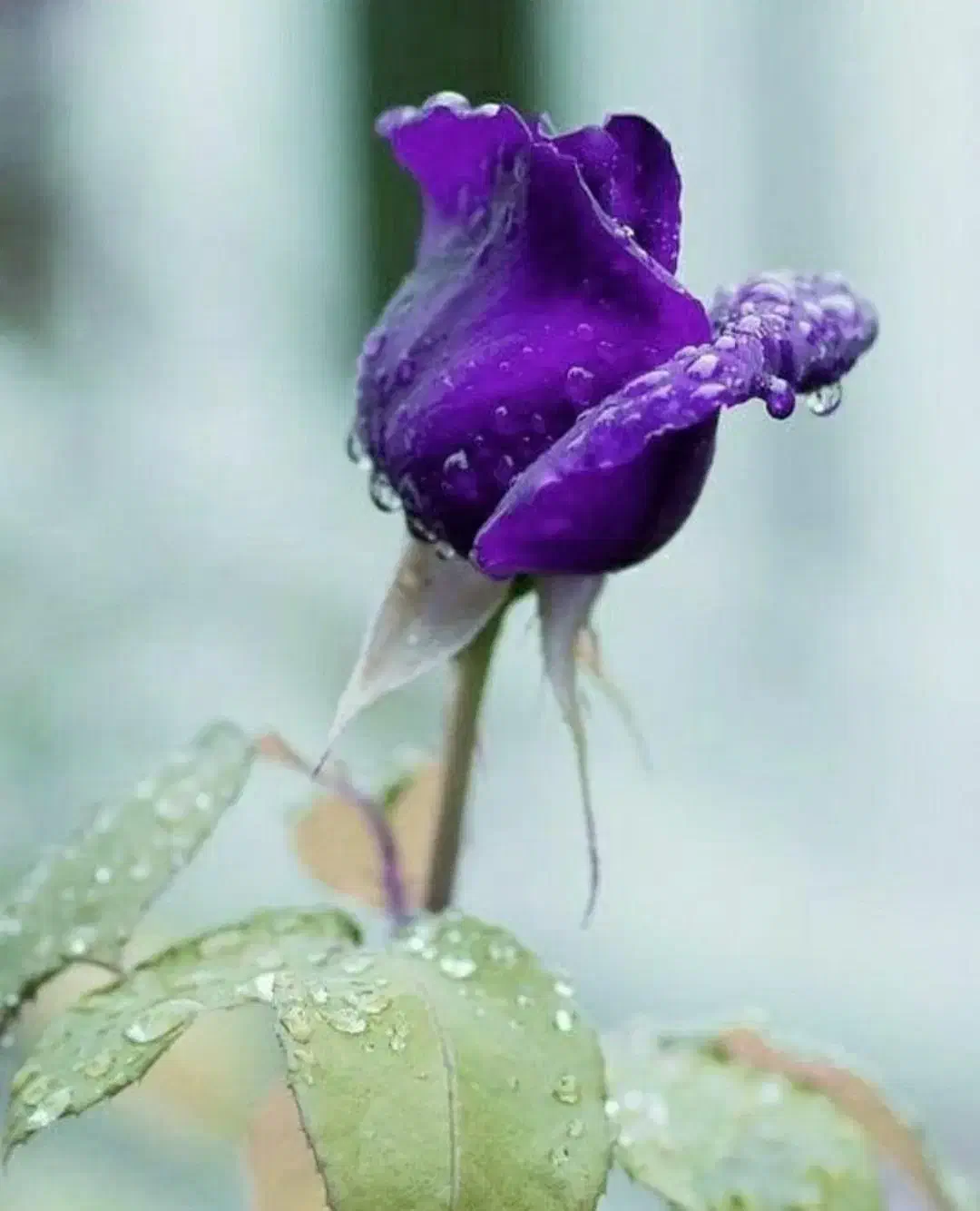 همخونه|اجارهٔ آپارتمان|تهران, شهرک المهدی|دیوار