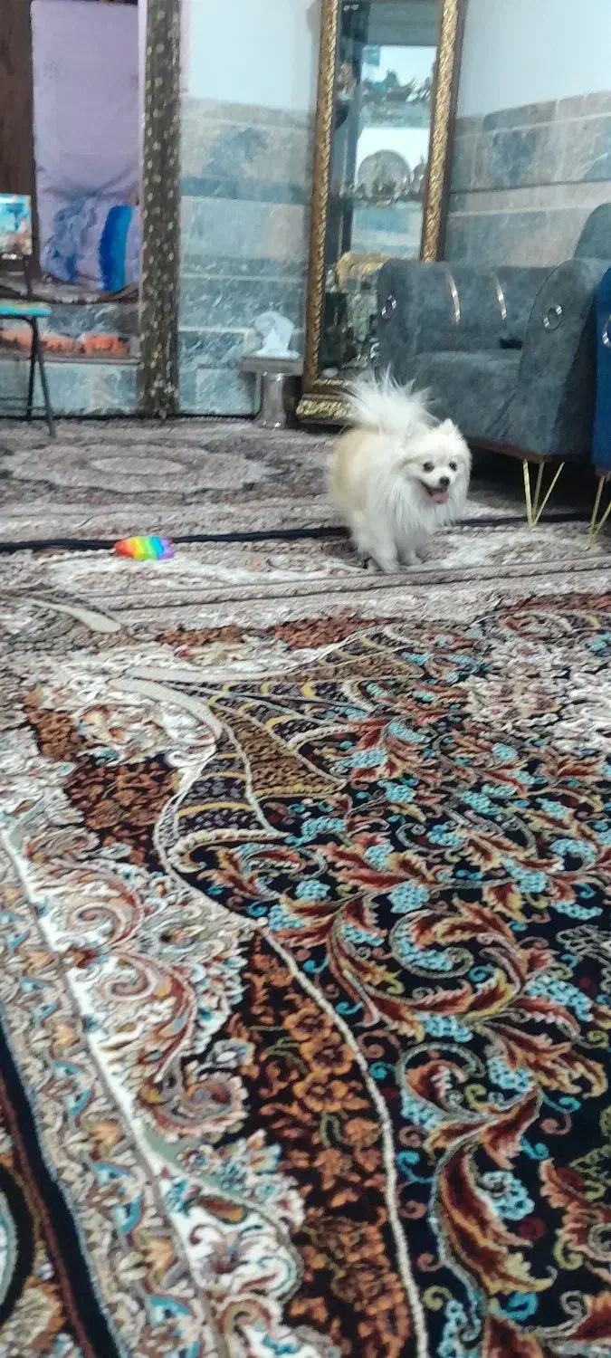 سگ پامر|سگ|نجف‌آباد, یزدانشهر|دیوار