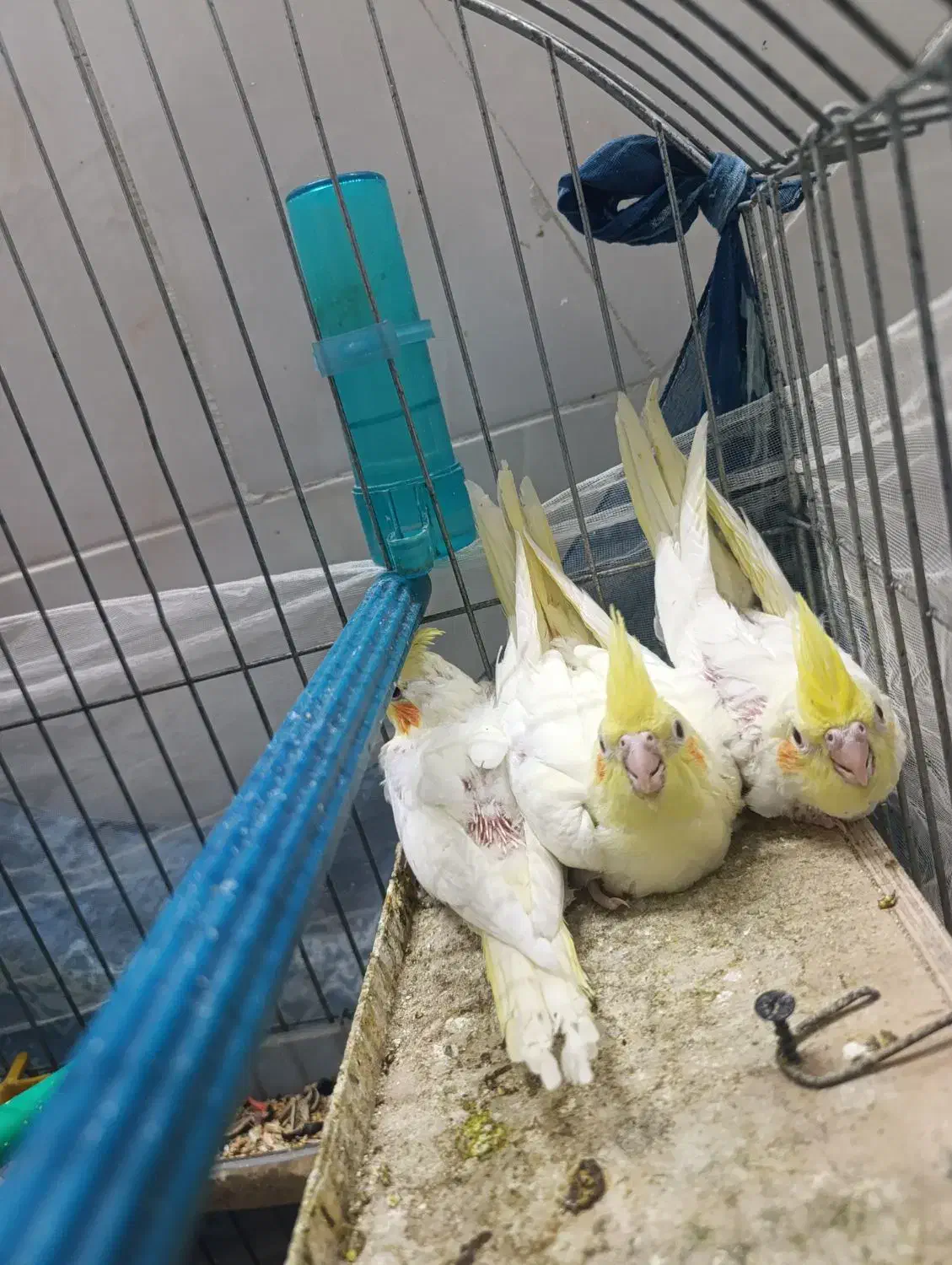 عروس|پرنده|قم, قلعه کامکار|دیوار