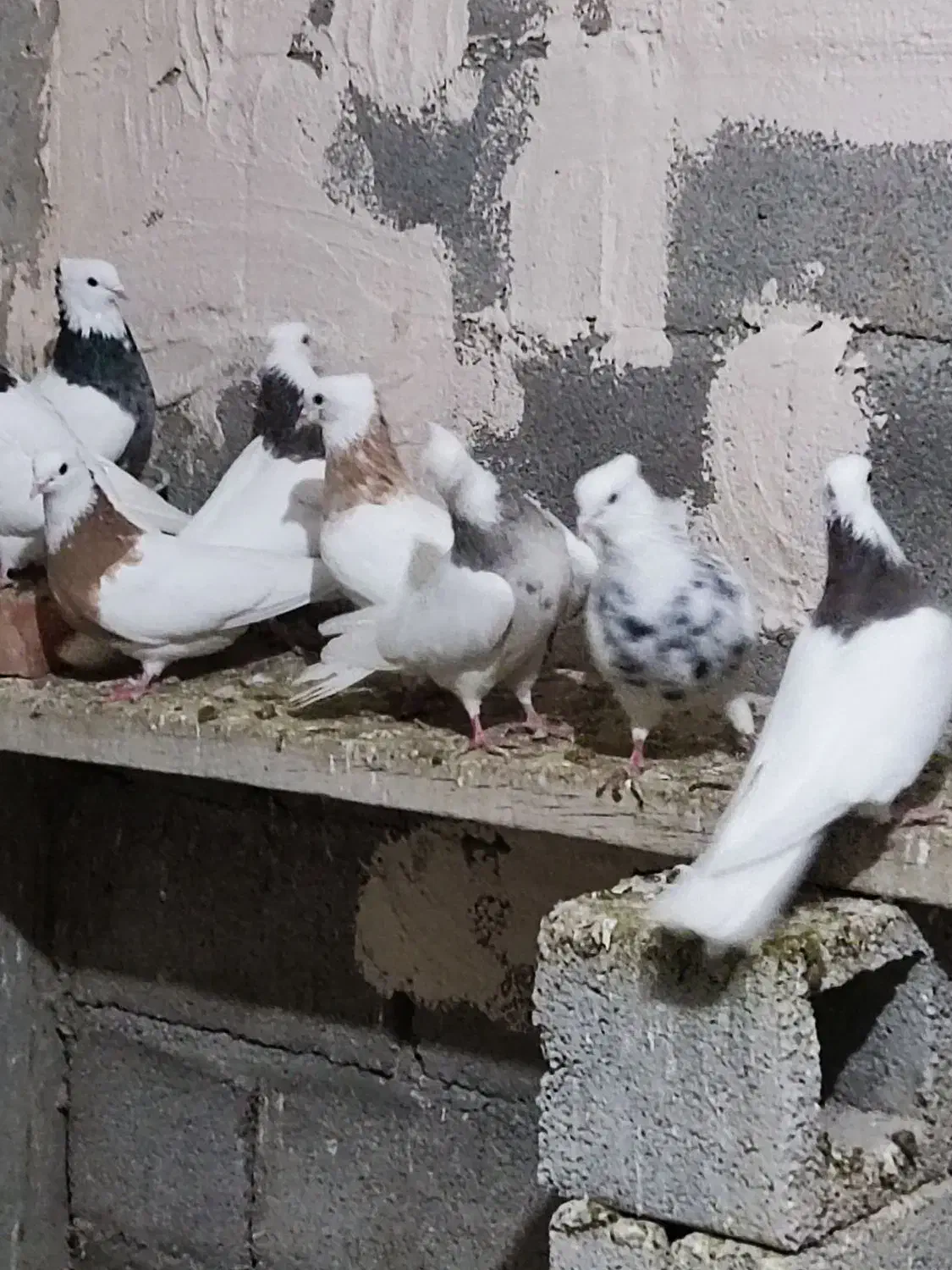 کبوتر|پرنده|زنجان, |دیوار