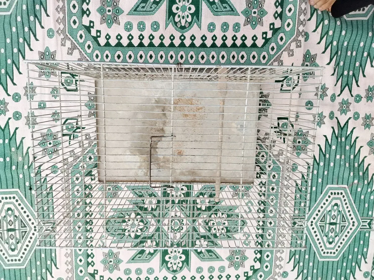 قفس پرنده بسیار محکم و بدون شکستگی|پرنده|سرپل ذهاب, |دیوار