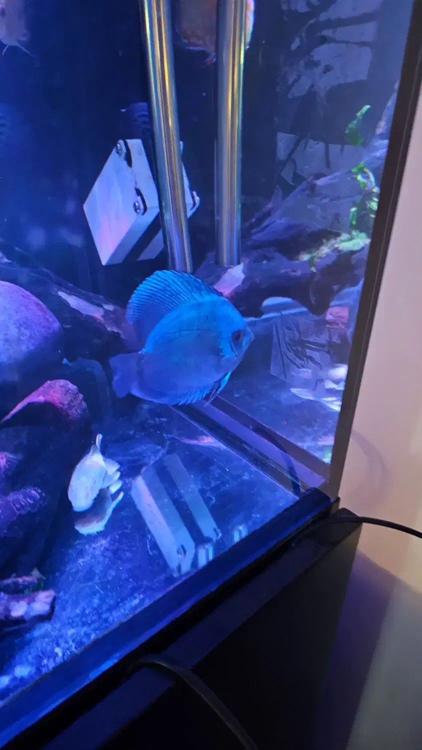 ماهی دیسکس و بلک نئون|ماهی|رشت, گلسار|دیوار