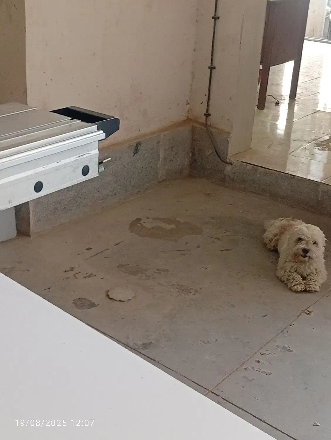 شیتزو انکل تراپی با شناسنامه|سگ|مشهد, بهار|دیوار