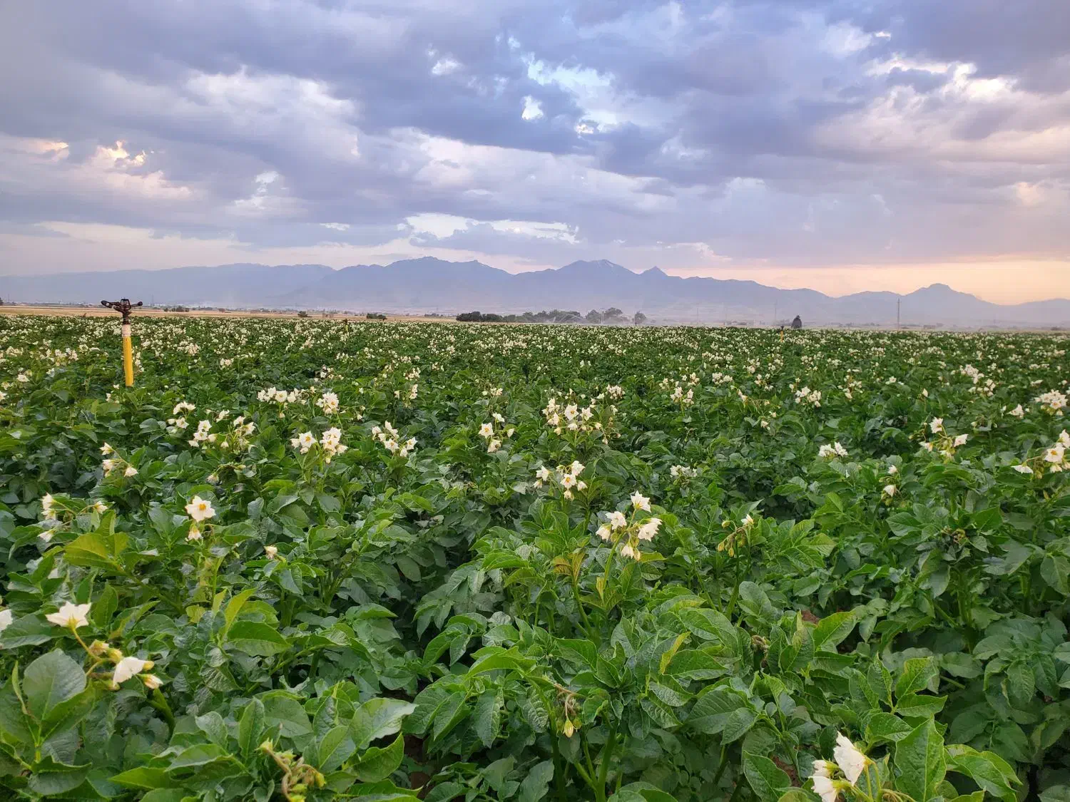 سیب زمینی بذری|عمدهفروشی|بهار, |دیوار