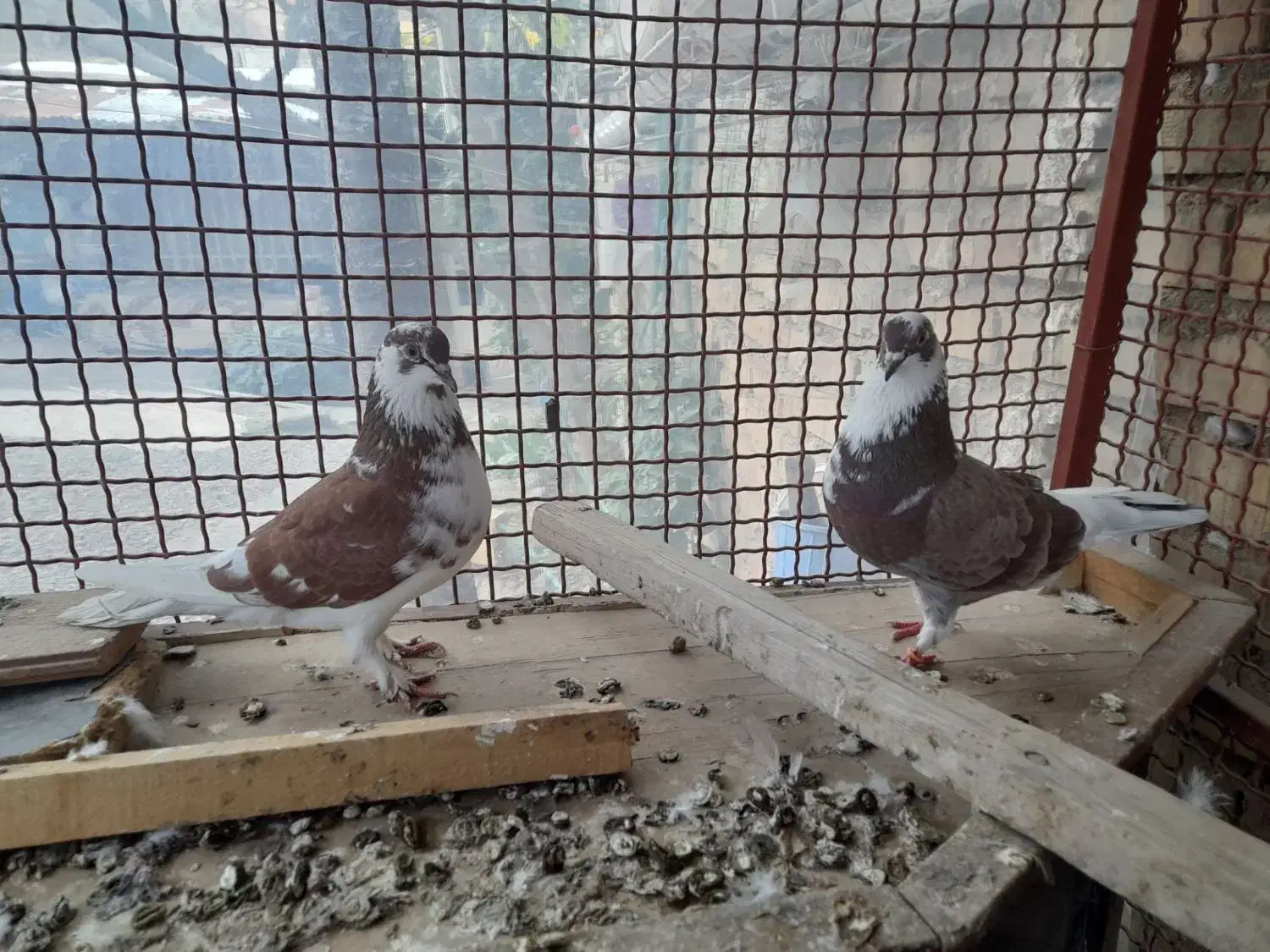 کبوتر|پرنده|آزادشهر, |دیوار