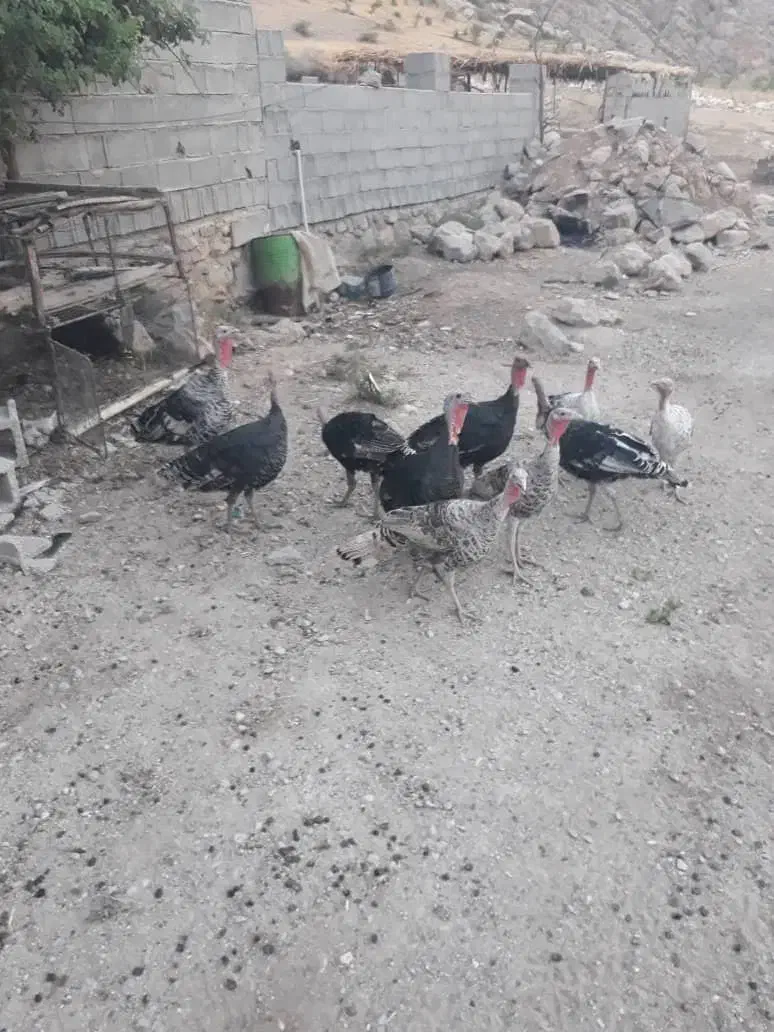 فروش بوقلمون نر و ماده|حیوانات مزرعه|رستم, |دیوار