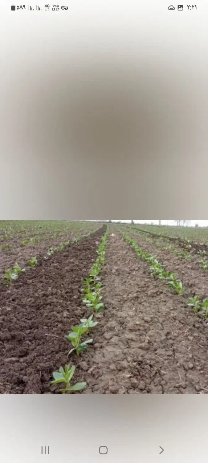 علف تراش علف هرز|خدمات باغبانی و درختکاری|گرگان, |دیوار