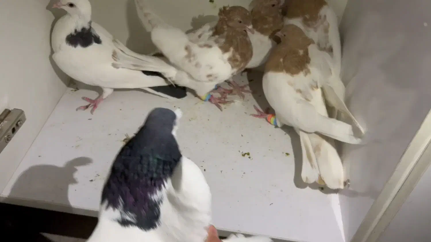 نقش .رنگه .کله .خال|پرنده|سربیشه, |دیوار