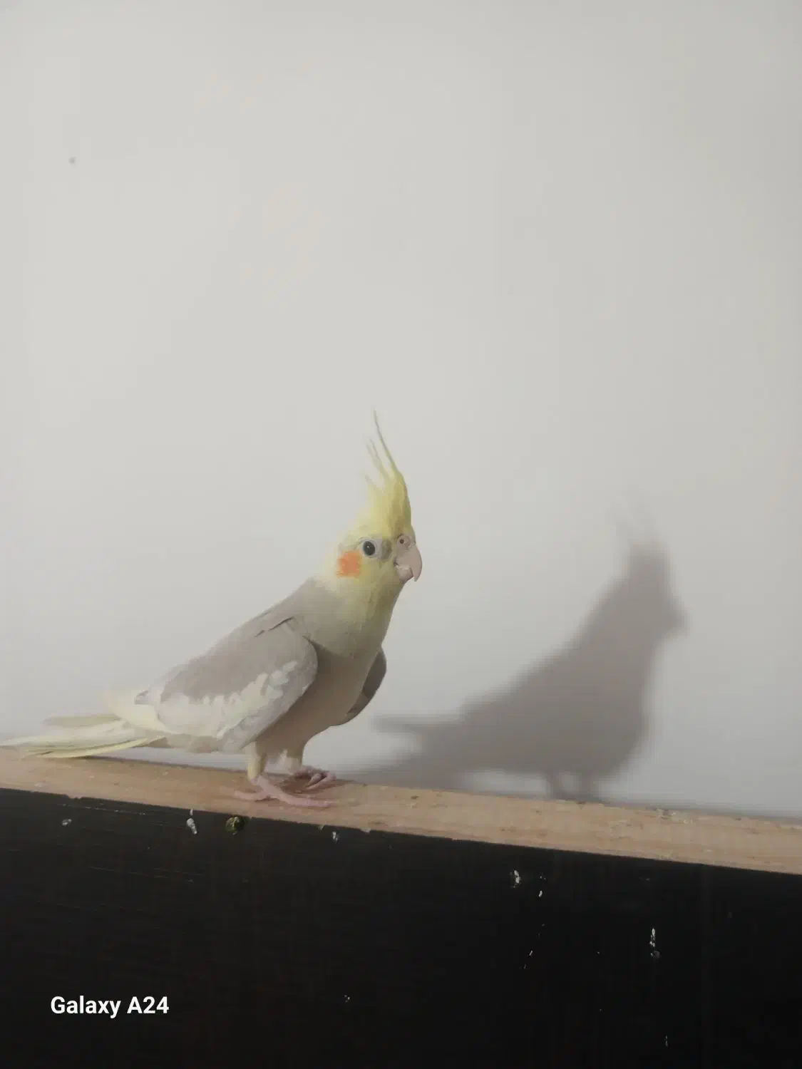 یک جفت عروس هلندی|پرنده|میناب, |دیوار