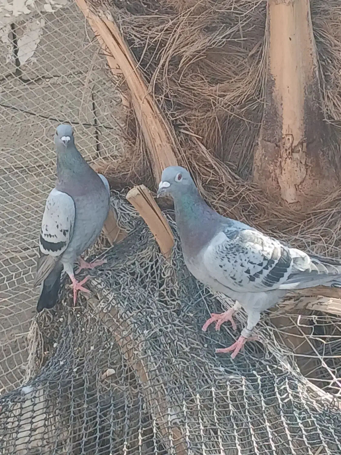 یک جفت پلاکی|پرنده|خورموج, |دیوار