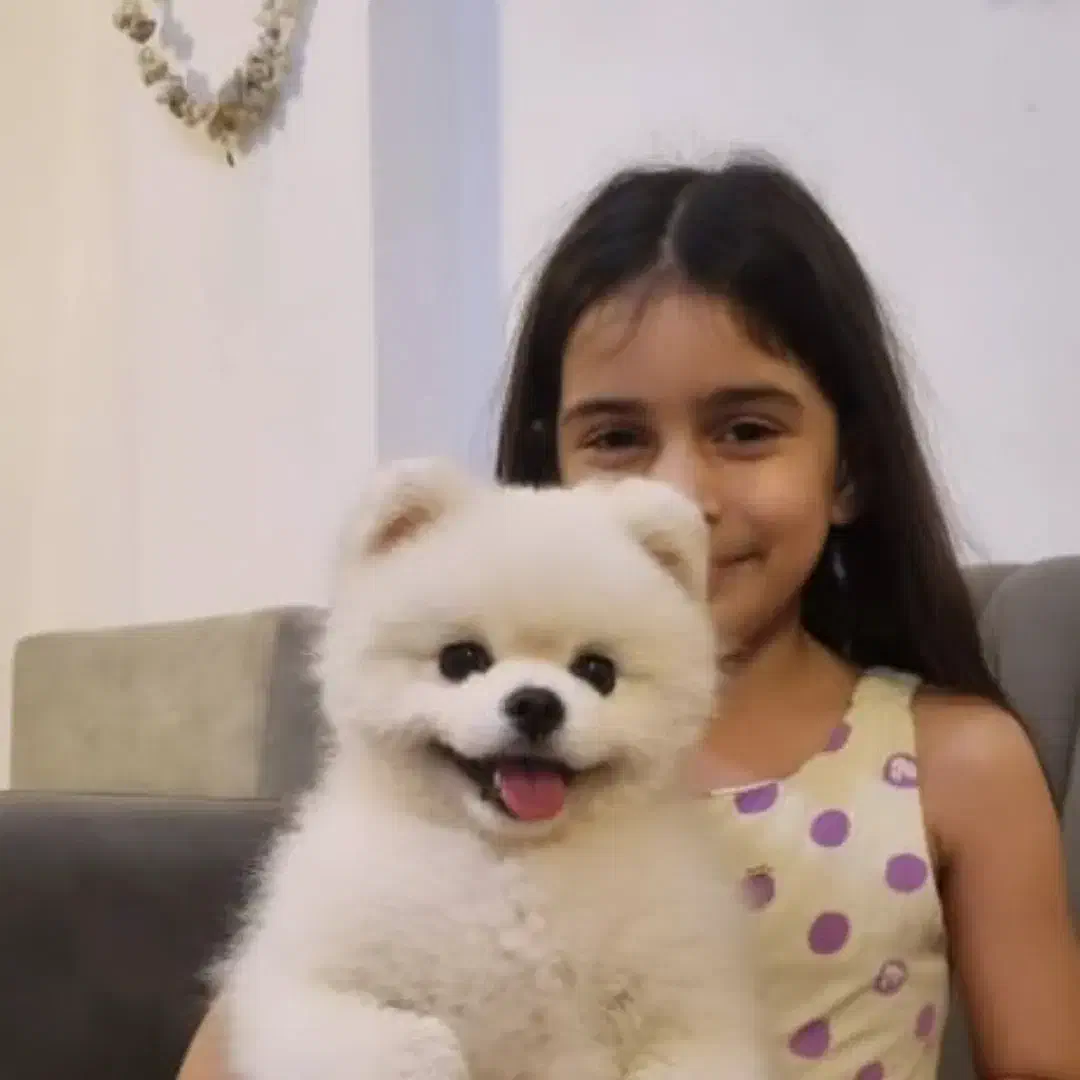 پامرانین نر وارداتی  جفتگیری|سگ|گلوگاه, |دیوار