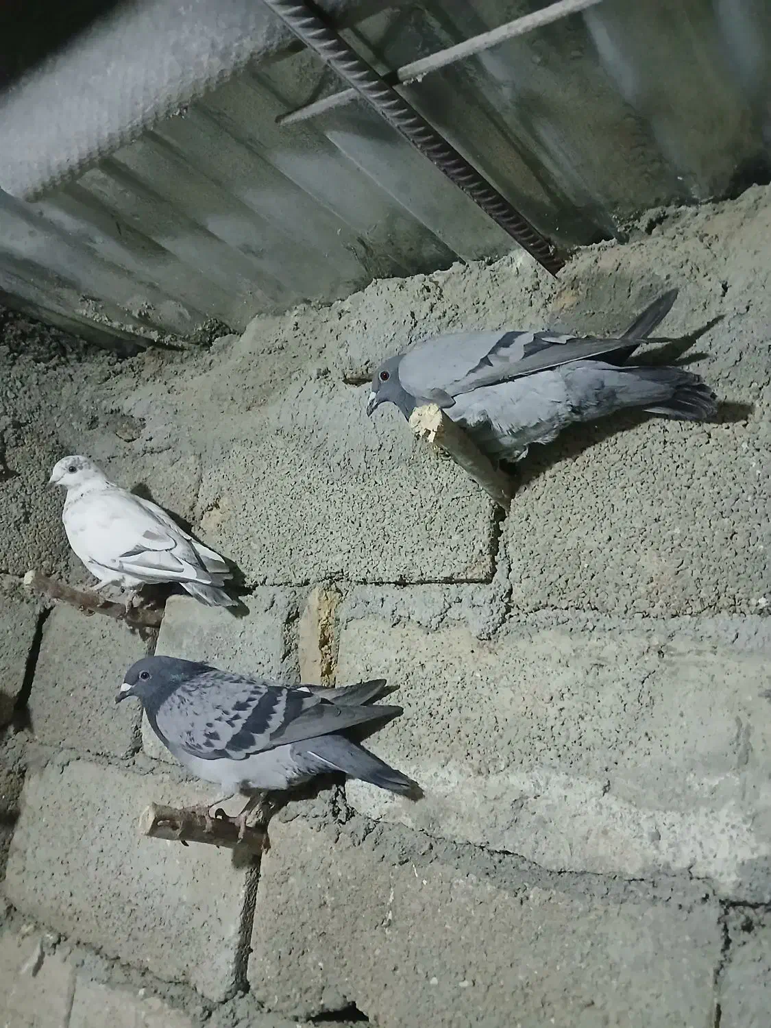 کفتر|پرنده|رضویه, |دیوار